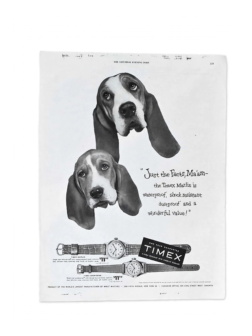 Rare Vintage 1954 Timex watches Sporster ad 14.5"×17" With Basset Hounds
